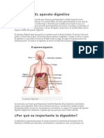 Aparato Digestivo