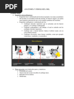 Anatomía y Fisiología Orl