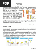 LB Ontogenia