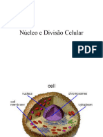 Núcleo e Divisão Celular