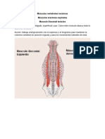 Músculos Vertebrales Torácicos