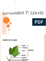 Biology - Experiment 7 - Leaves