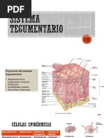 Sistema Tegumentario