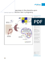 Inflammatory Responses in The Placenta Upon SARS-CoV-2 Infection Late in Pregnancy