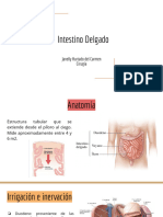 Intestino Delgado