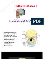 Tema 2 HUESOSdel CRANEO