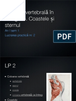 Lp2 Vertebre, Coaste, Stern