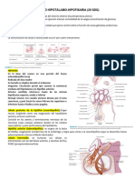 Guia Endocrino Hipotalamo-Hipofisis