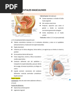 CAP 20 Genitales Masculinos