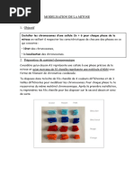 Modélisation de La Mitose