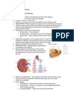 Anatomy RCR1 Renal