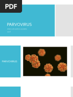 PARVOVIRUS