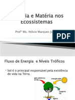 Energia e Matéria Nos Ecossistemas