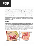 Suelo Pelvico Anatomia - 7-8