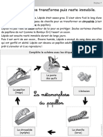 De La Chenille Au Papillon