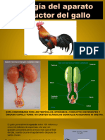 Fisiologia Del Gallo