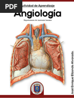 Actividad de Angiologia - Terminada