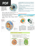 Ficha de Celula de 1ro