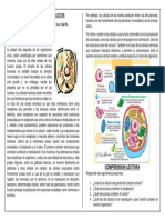 5to Pri PLAN LECTOR