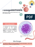 Grupo 1. Toxoplasma