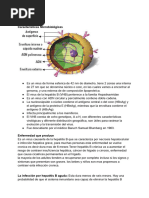 Hepatitis - Expo