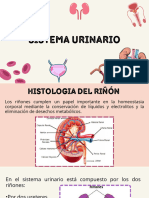 Sistema Urinario