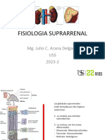 Clase 14 Fisiologia Suprarrenal