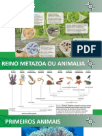 Aula 19 - Reino Animal - Poriferos e Cnidarios - 2023