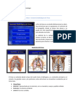 Clase 02. Anatomía Radiológica de Tórax