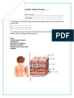 Sistema Tegumentario. Practica Núm.