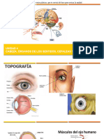 Cabeza y Organos de Los Sentidos