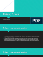 Urinary System