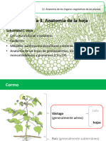 Clase 202018 Anatomia Hoja