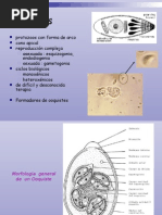 4taclase Coccidios