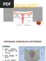 Anatomia 2022