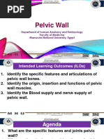 Pelvic Wall