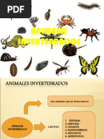 PowerPoint Invertebrados