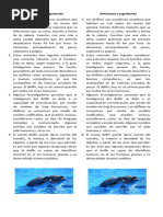 Amistosos y Juguetones - Texto Descriptivo de Los Delfines