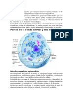 Célula Animal y Vegetal