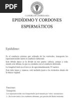 Epidídimo y Cordones Espermáticos