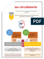 Sistema Circulatorio