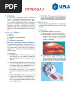 +estructura Del Citoplasma N°02 A