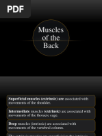 Muscles of Back