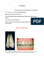 Canines - Anatomie Dentaire