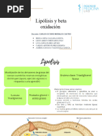 Lipólisis y Beta Oxidación