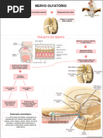 Nervo Olfatorio