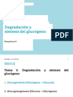 Tema 5 - Metabolismo Glucógeno