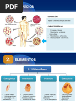 Diapositivas Sistema Óseo Pre U