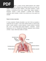 Sistema Respiratorio Humano