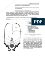 11 Exploracion de Cavidad Peritoneal